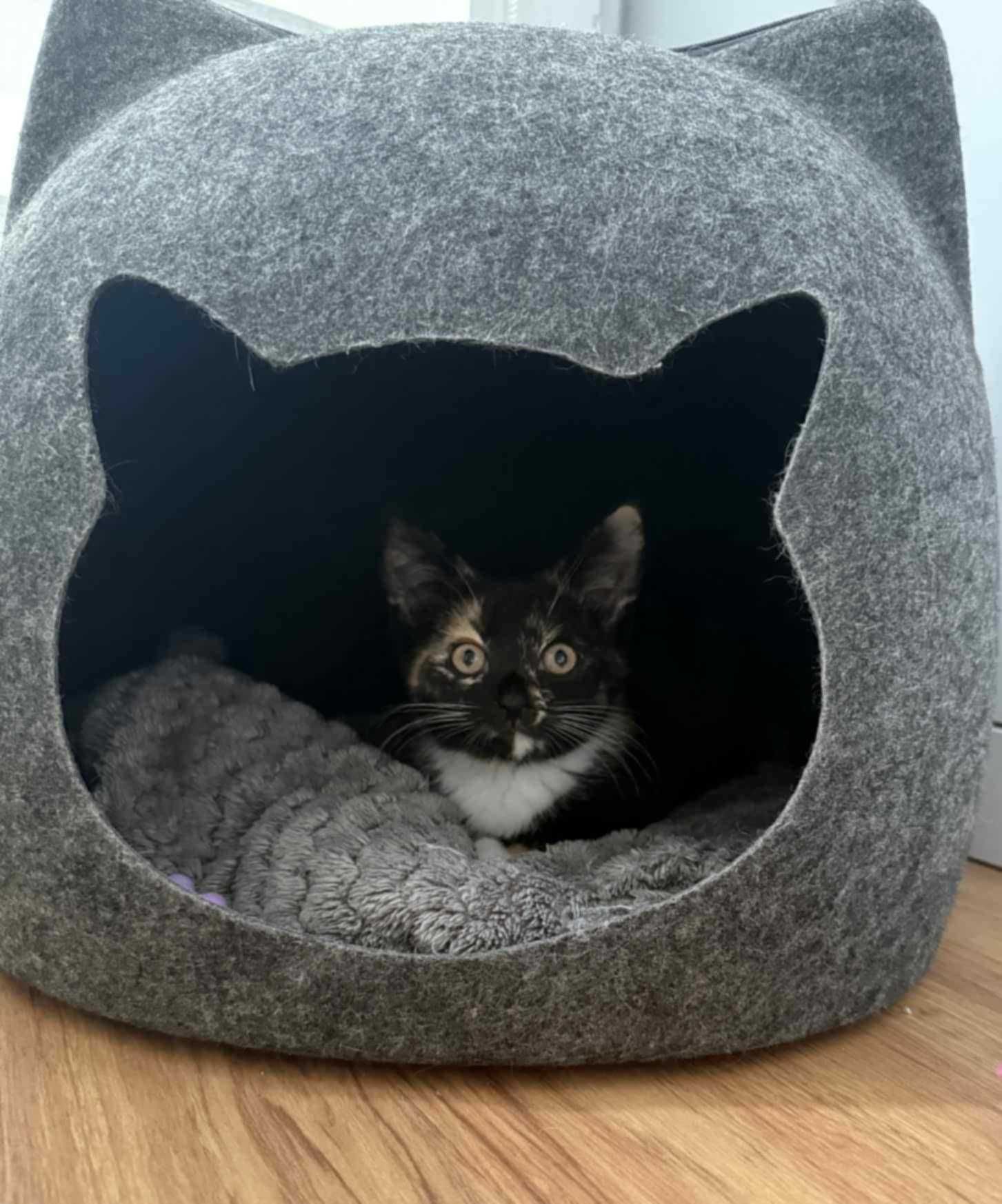 Kocięta do adopcji,razem lub osobno kotka szylkretowa,kocurek karpati