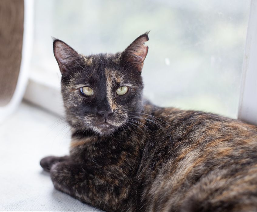 Увага Пропала киця