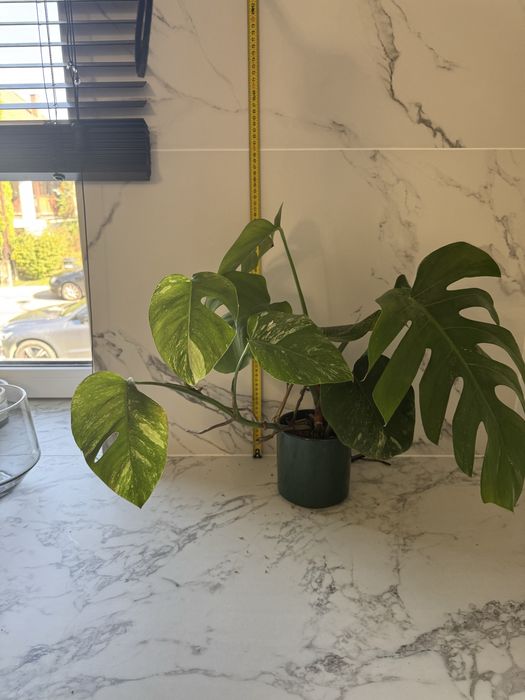 Monstera variegata, ukorzenione rośliny