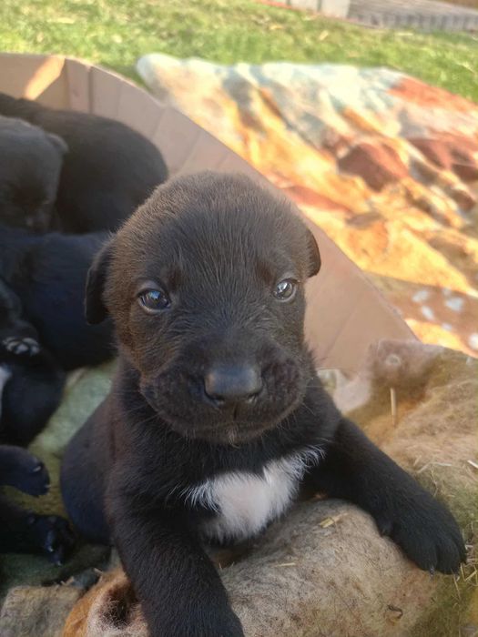 Szczeniaki labrador