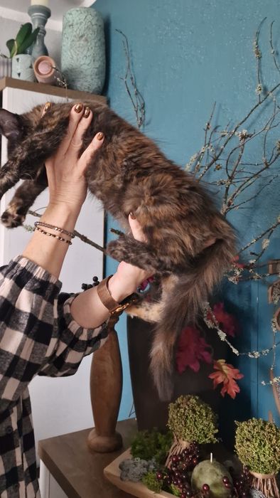 Maine Coon kocięta cudowna kotka