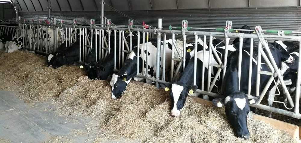 Bramy przepędowe, drabiny paszowe, agrafki, obejmy, wyposażenie obory