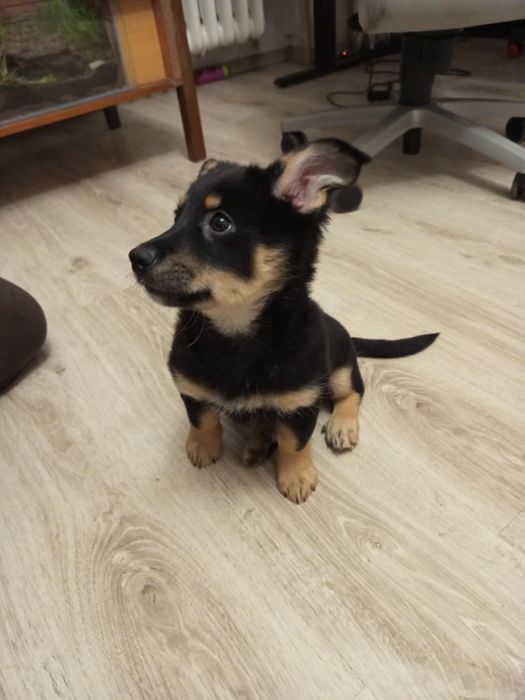 Sunia szczeniak po małej mamie Wrocław