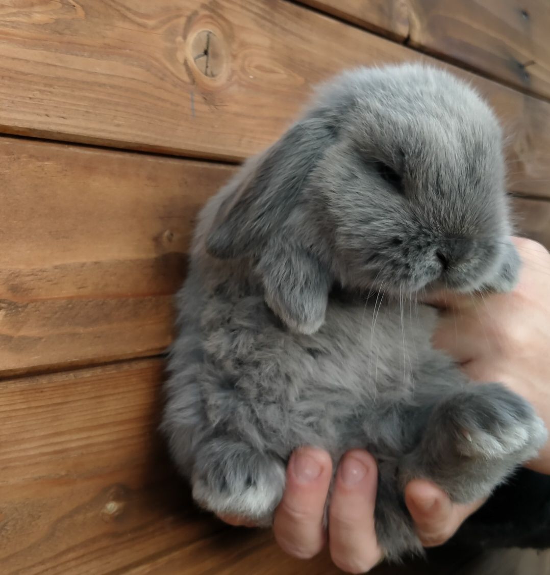 Królik mini lop baranek karzełek z  hodowla