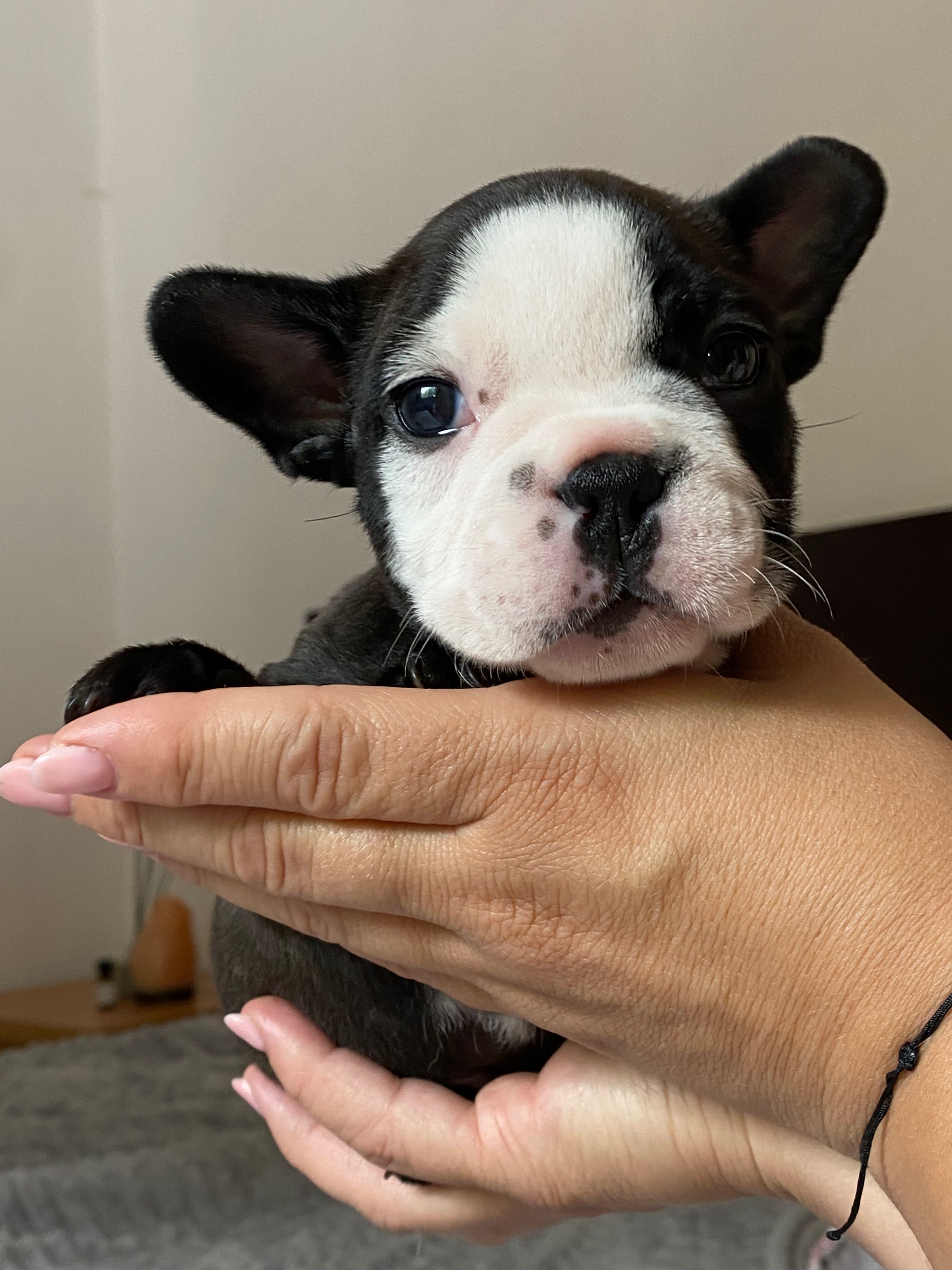 Bulldog francês macho