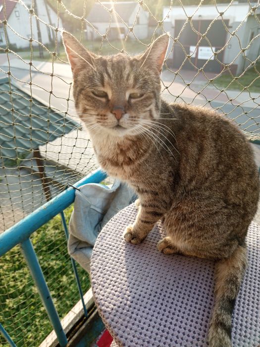 Szukamy domku dla Marysi