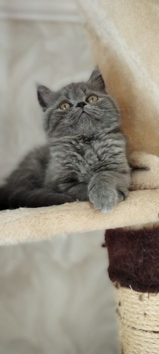 Шотландські кошенята