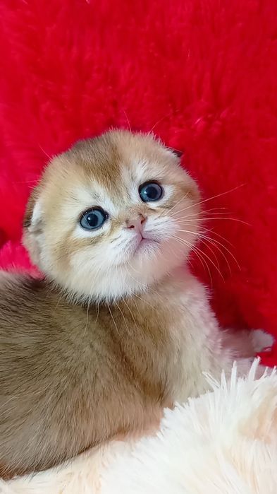 Дуже ніжна дівчинка золота шиншила