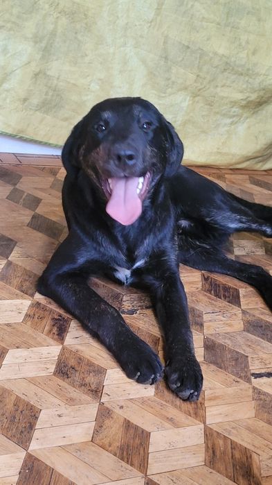 Черные голден ретриверы