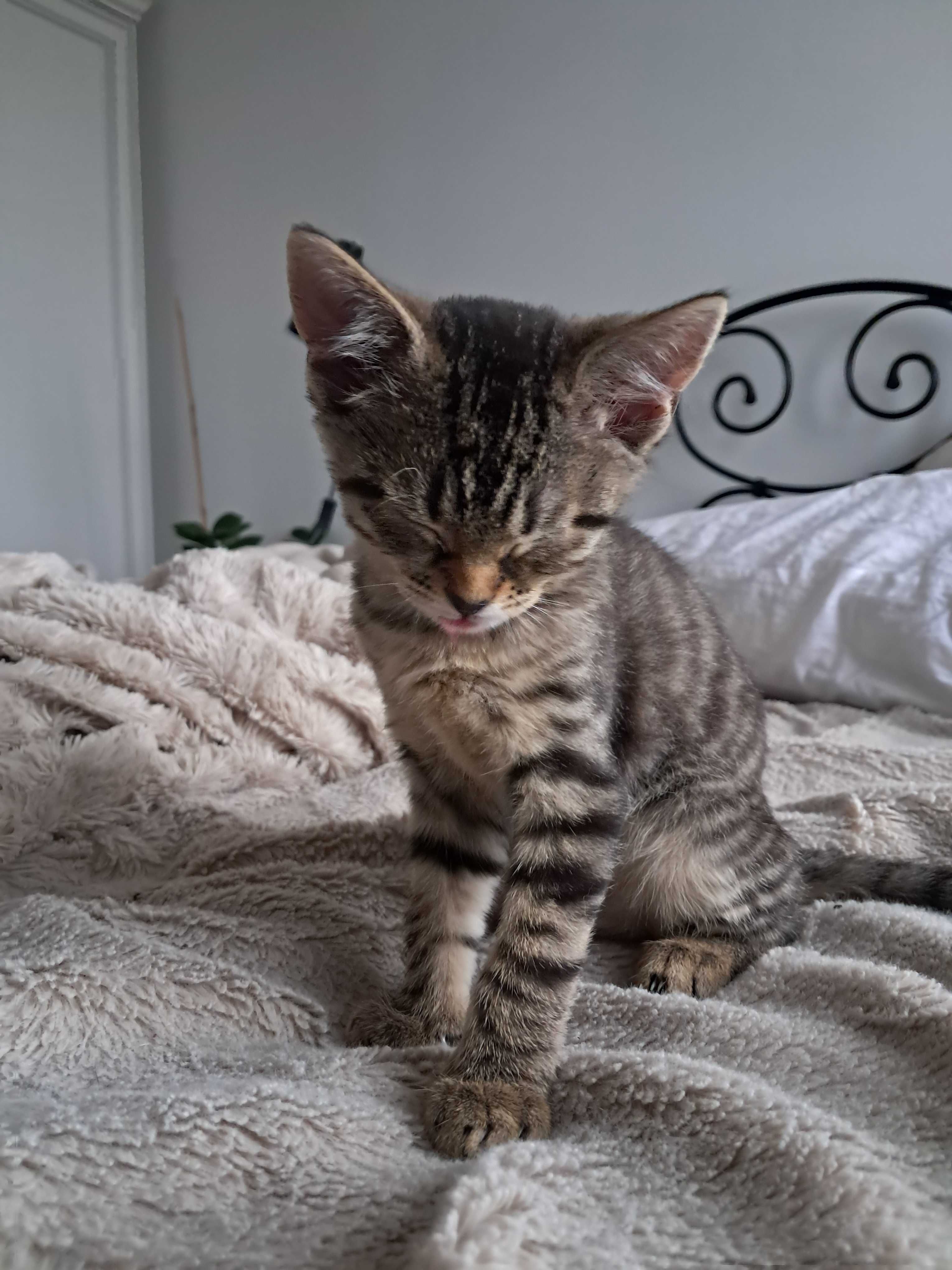 Do adopcji Lucy i Szakira