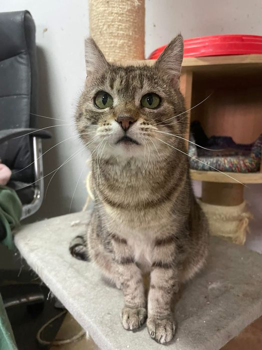 Spokojna koteczka Felicja szuka domu!