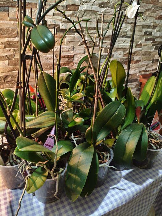 Wyprzedaż kolekcji domowych storczyków – 10 sztuk za 120 zł!