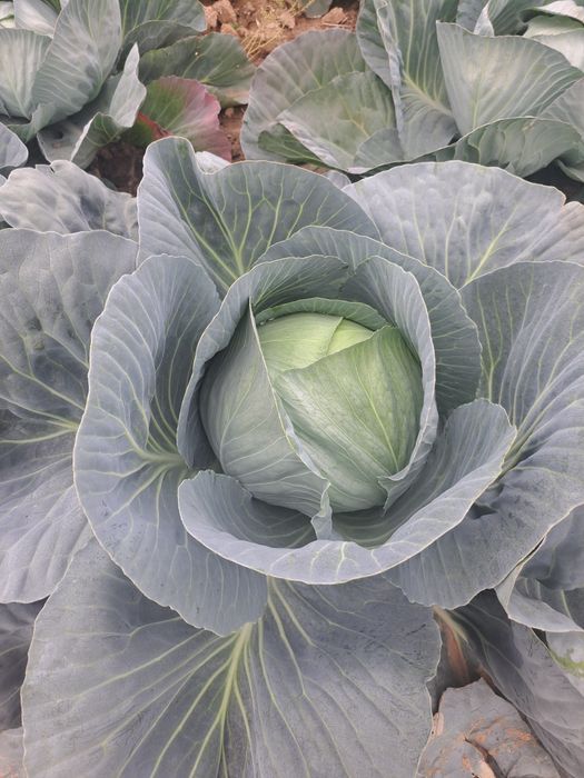 Kapusta biała,czerwona oraz szatkowana