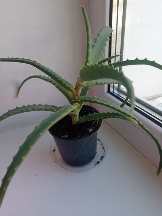 Вазон алоє, камнатна рослина