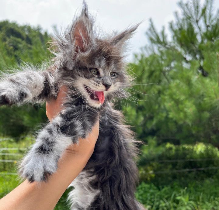 На продажу справжні левенята породи Мейнкун