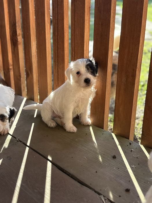 Parson Russell Terrier - chłopczyk