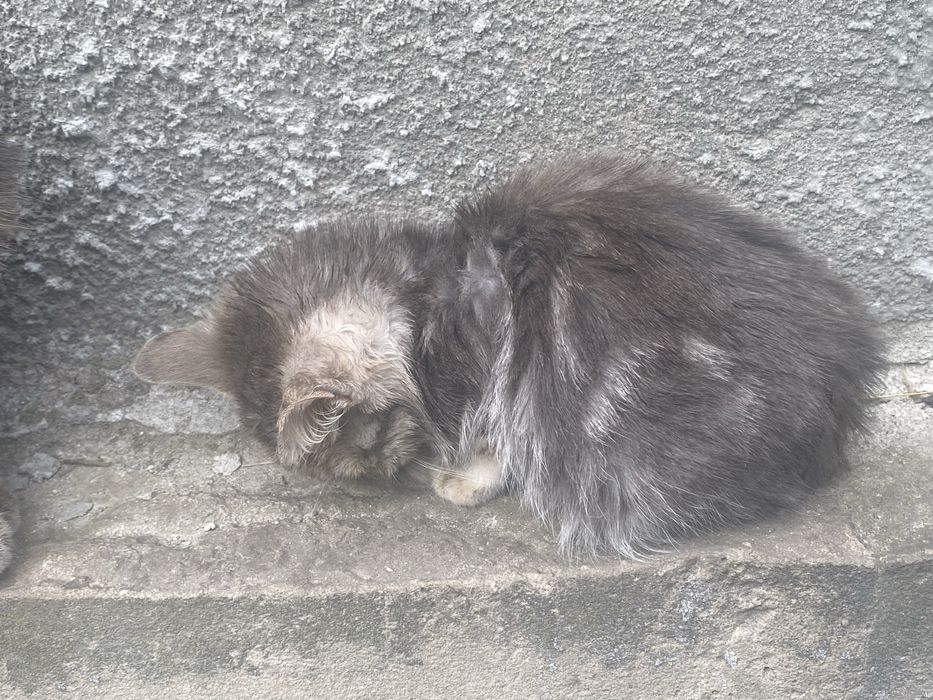 Кошенята (3 місяці)