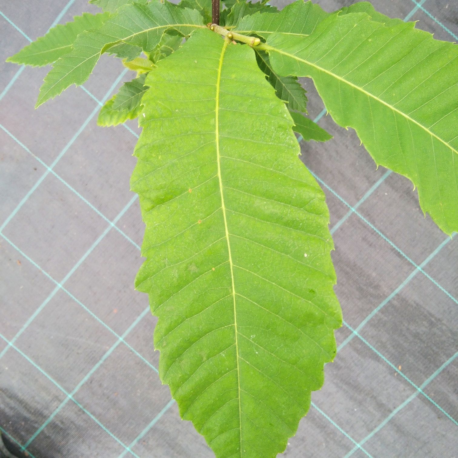 Kasztan jadalny Castanea sativa 50cm