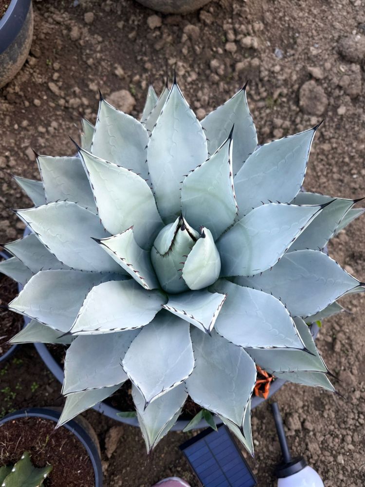 Agawy, strelitzia, alokazje, juki i inne