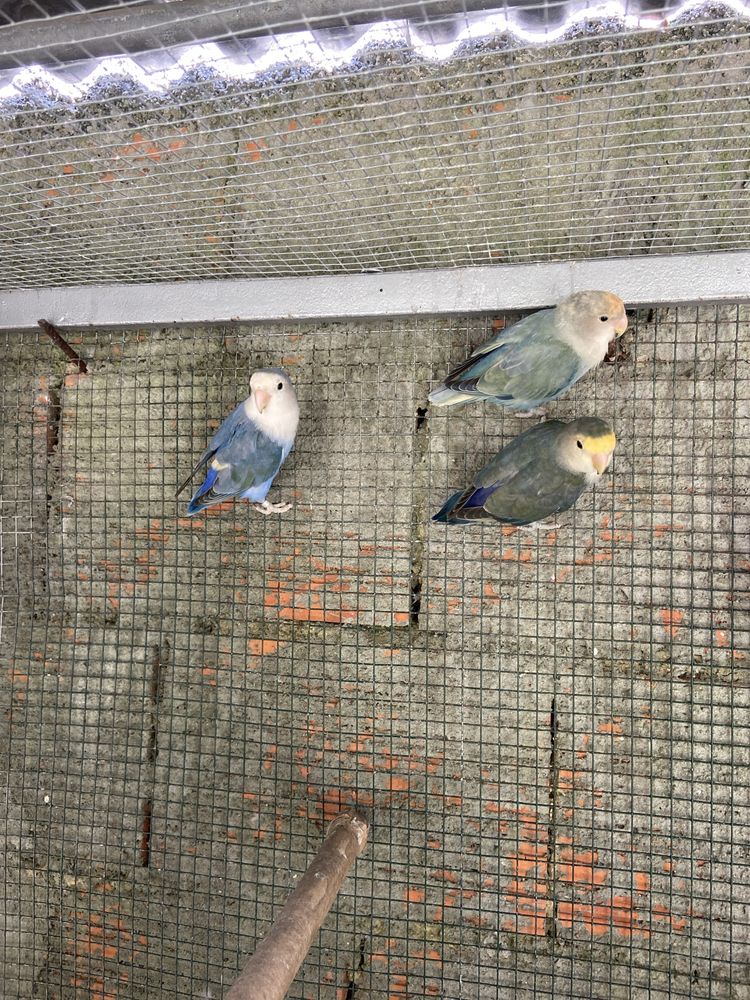 Varios agapornis disponiveis