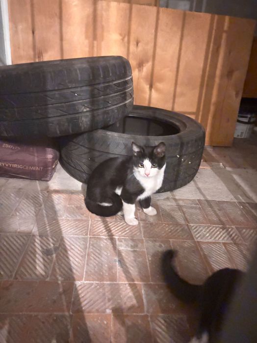 Котенок, мальчик, 4 месяца