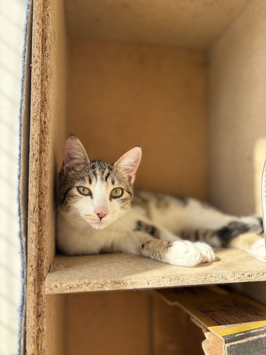 Gatinho Tigrado e Branco para adoção ( Ford)