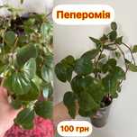 Хлорофітум, кисличка, сигноніум, сциндапсус, пеперомія