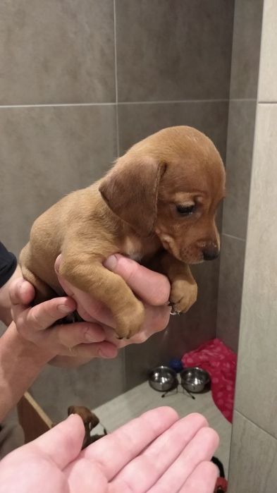 Цуценята такса 1,5 місяці