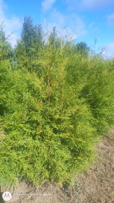 Thuja brabant 180-200cm