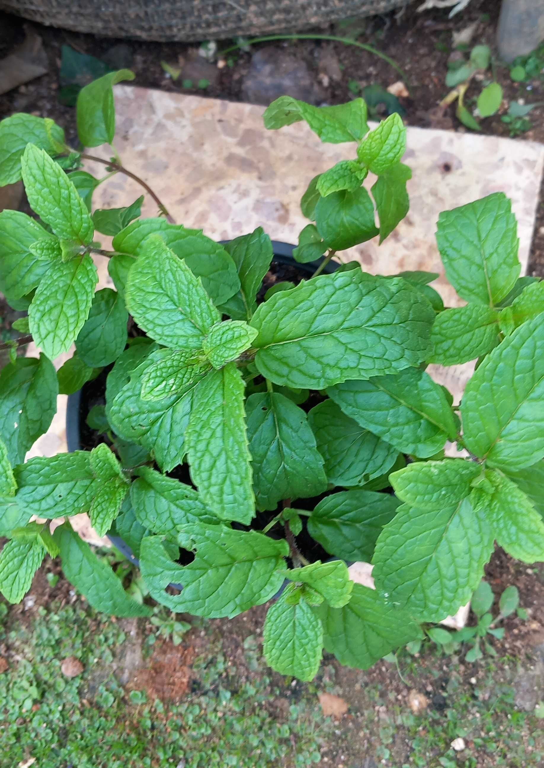 Planta Hortelã em Vaso