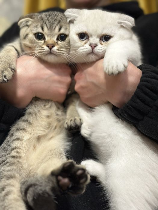 Кошенята шотландської шиншили