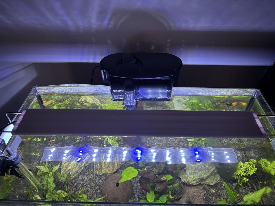 Akwarium molinezje filtr kaskadowy lampa napowietrzenie calosc mnostwo