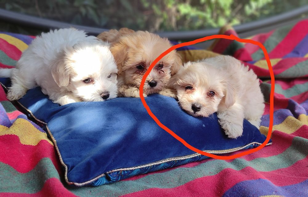 Maltipoo chłopiec Warszawa pudel maltańczyk