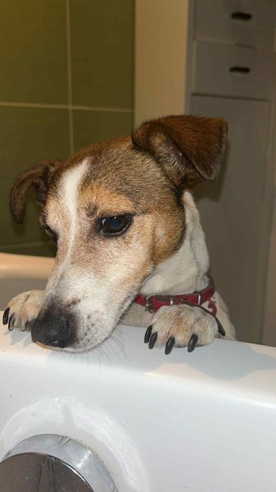 Oddam w dobre ręce Jack Russell Terrier