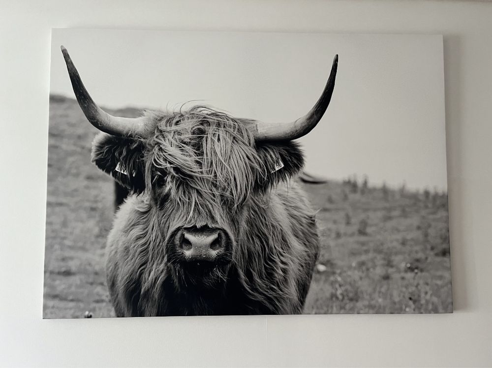 Quadro / tela bovino da Escócia  100x140 cm NOVO!