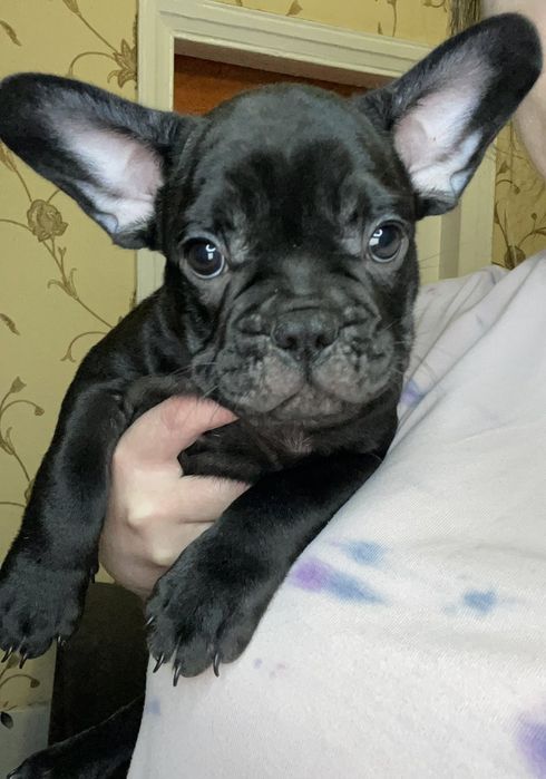 Продам щенков  французского бульдога