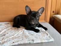 Buldog francuski Gotowe do odbioru !