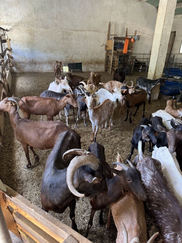 Vendo rebanho de cabras