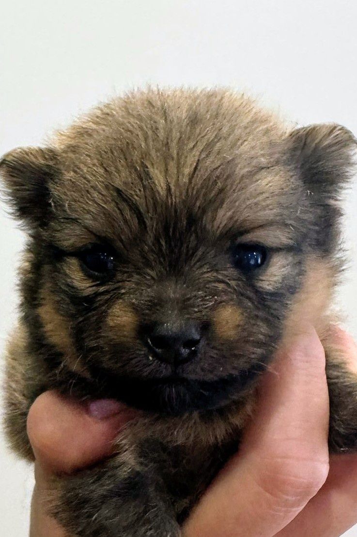 Pomeranian  Szpic miniaturowy Piesek  xxs