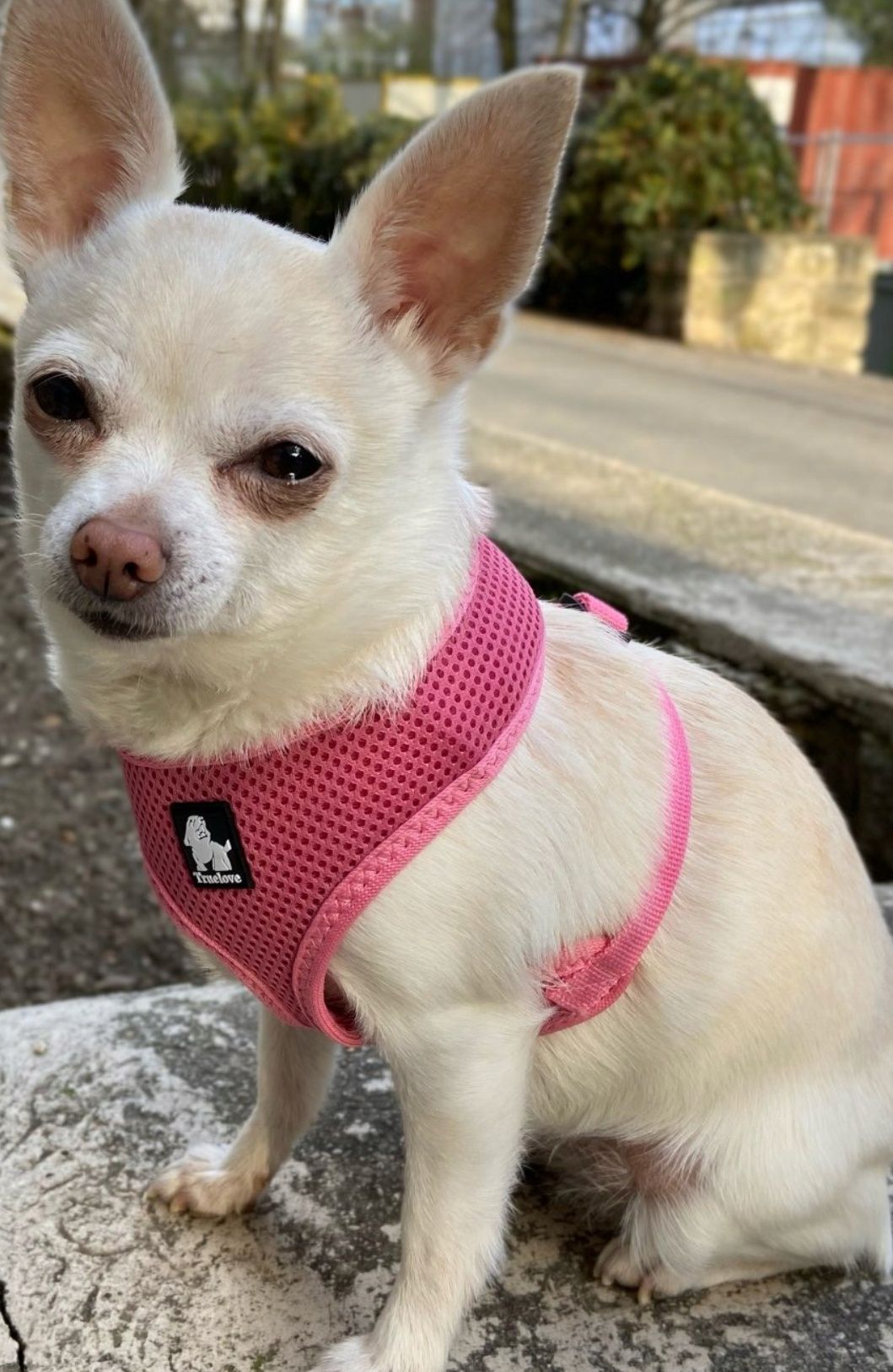 TrueLove S puppy - oddychające 1 szelki bezuciskowe S nowe
