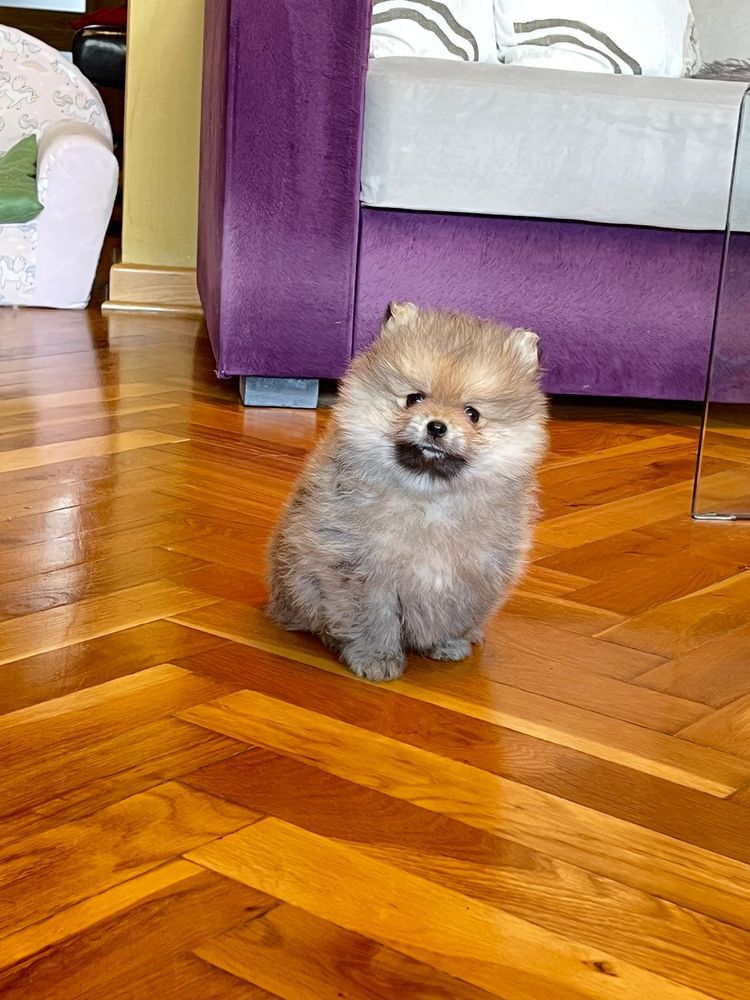 Szpic miniaturowy pomeranian