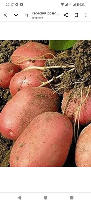 Продам велику картоплю.