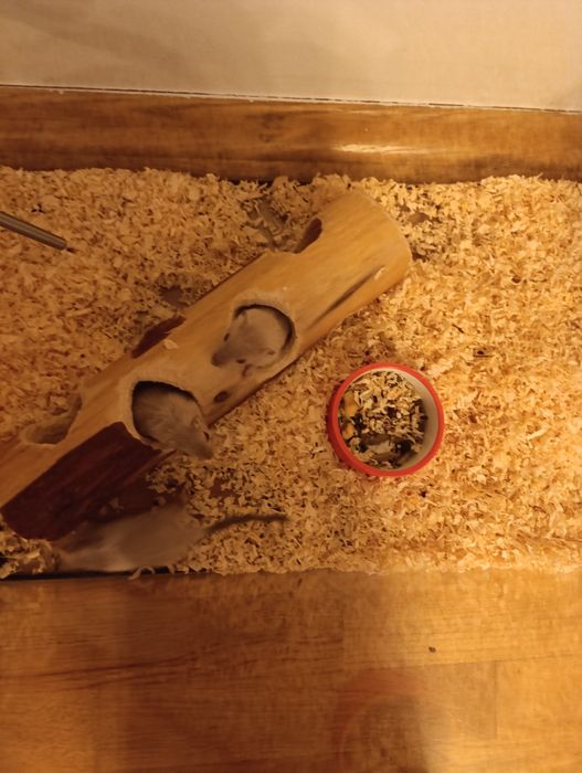 Myszoskoczki 3 żeńskie 1 męski