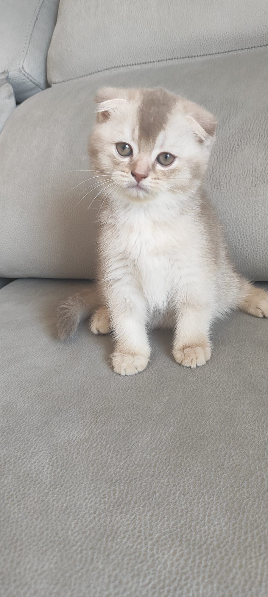 Gatinho scottish fold