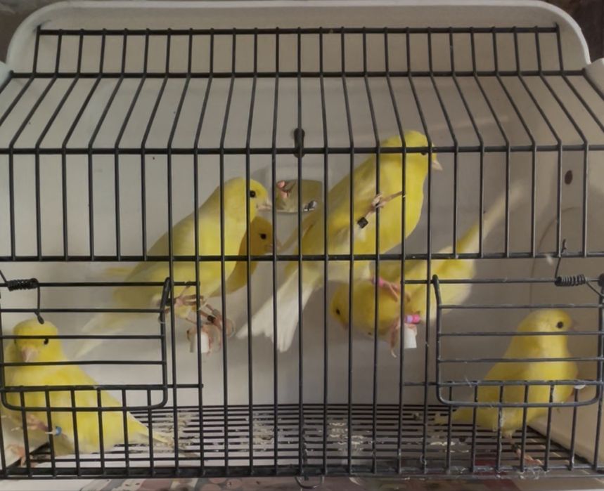 Canários Novos 2025