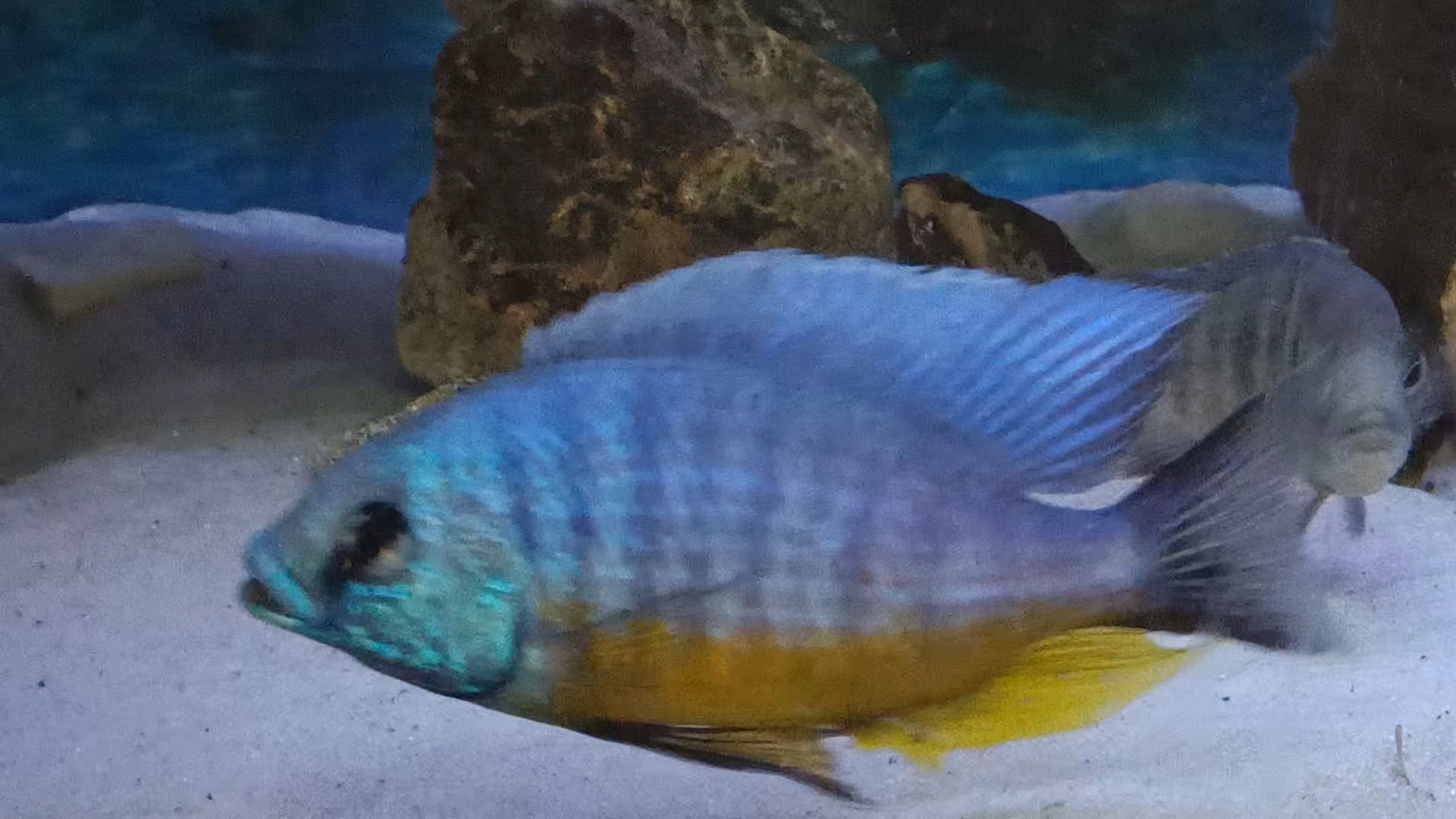 Protomelas spilonotus tanzania