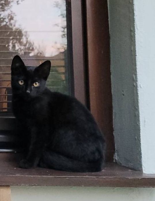 Pilne! Oddam 5 miesięcznego kocurka!