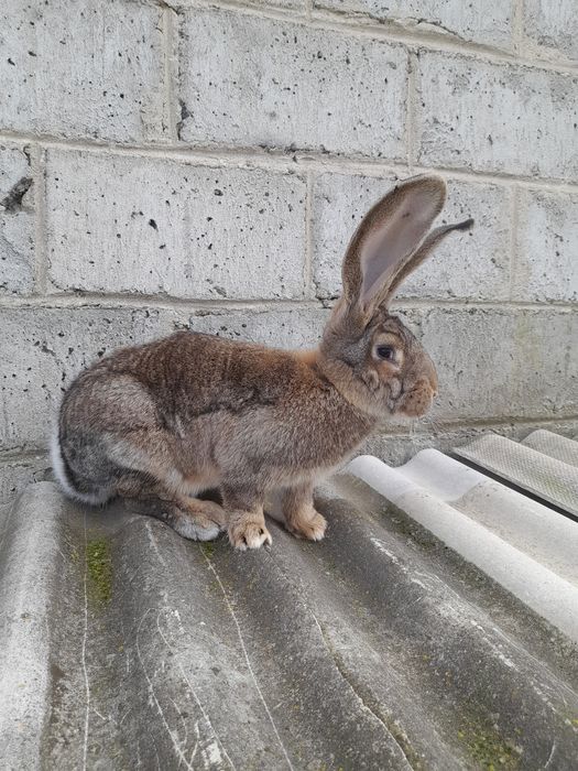 Sprzedam młodą samice belga