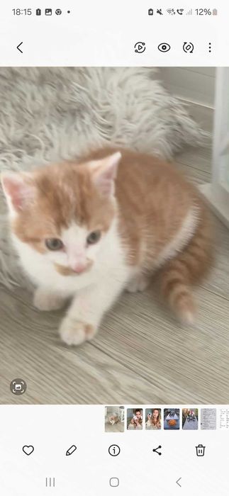 Oddam kotka w dobre rece