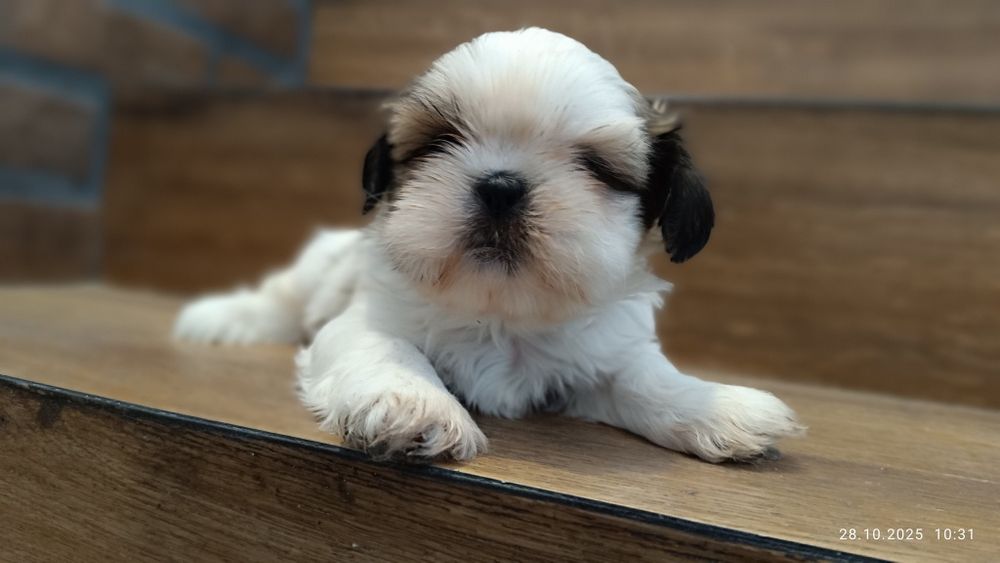 Śliczny piesek shih tzu